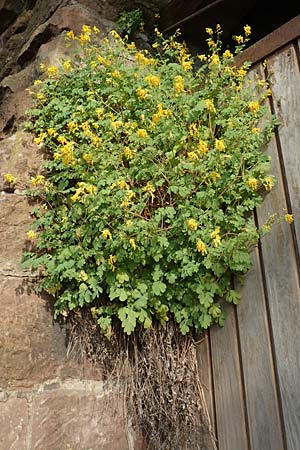 Corydalis lutea / Yellow Corydalis, D Heidelberg 21.6.2017