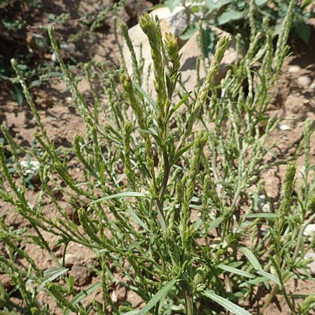 Corispermum leptopterum / Bugseed, D Mannheim 17.9.2017