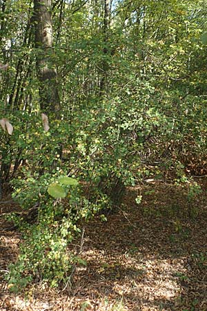 Crataegus rhipidophylla subsp. lindmanii \ Lindmans Weidorn, Langkelch-Weidorn / Lindman's Hawthorn, D Mainz 10.10.2018