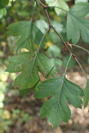 Crataegus rhipidophylla subsp. lindmanii \ Lindmans Weidorn, Langkelch-Weidorn / Lindman's Hawthorn, D Mainz 10.10.2018