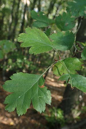 Crataegus rhipidophylla subsp. lindmanii \ Lindmans Weidorn, Langkelch-Weidorn / Lindman's Hawthorn, D Mainz 10.10.2018