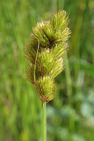 Carex ovalis \ Hasenfu-Segge, Hasenpfoten-Segge / Oval Sedge, D Meinerzhagen 14.6.2019