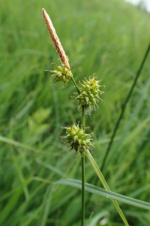 Carex lepidocarpa, Schuppenfrüchtige Gelb-Segge