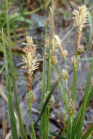 Carex lepidocarpa \ Schuppenfrchtige Gelb-Segge / Shed Sedge, D Neuleiningen 15.5.2021