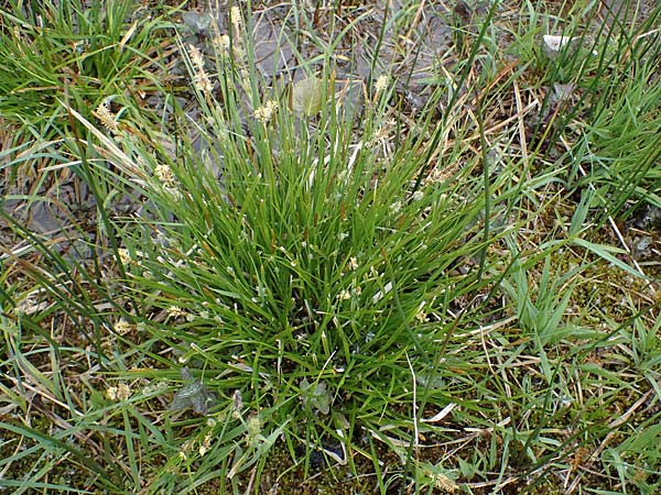 Carex lepidocarpa \ Schuppenfrüchtige Gelb-Segge, D Neuleiningen 15.5.2021