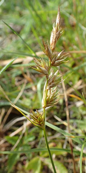 Carex ligerica \ Franzsische Segge / French Sedge, D Dorsten 20.6.2022