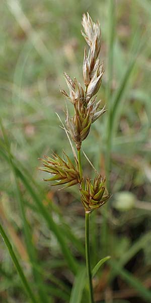 Carex ligerica \ Franzsische Segge / French Sedge, D Dorsten 20.6.2022