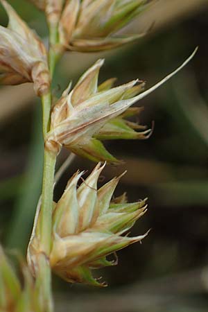 Carex ligerica \ Franzsische Segge / French Sedge, D Dorsten 20.6.2022
