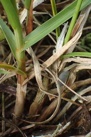 Carex ligerica \ Franzsische Segge / French Sedge, D Dorsten 20.6.2022