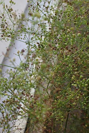 Cyclospermum leptophyllum \ Dnnblttriger Kreissame, D Bochum 21.8.2022