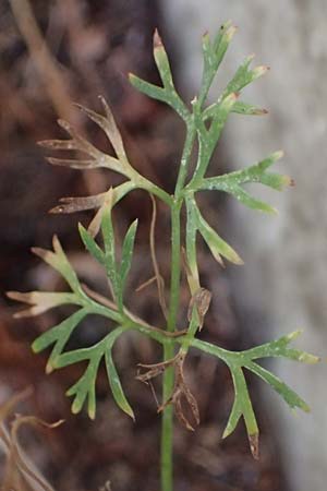 Cyclospermum leptophyllum \ Dnnblttriger Kreissame, D Bochum 21.8.2022