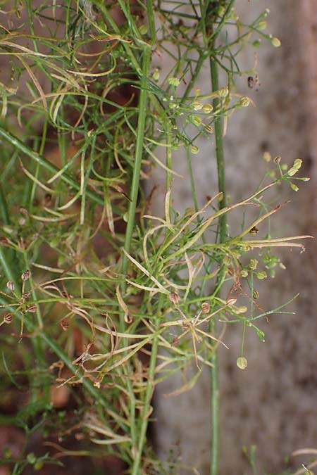 Cyclospermum leptophyllum \ Dnnblttriger Kreissame, D Bochum 21.8.2022