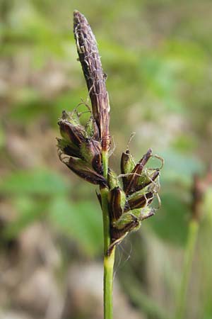 Carex montana \ Berg-Segge / Mountain Sedge, Soft-Leaved Sedge, D Rheinhessen, Wendelsheim 29.4.2010