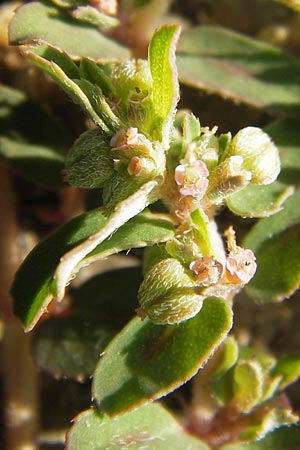 Chamaesyce maculata \ Gefleckte Wolfsmilch / Spotted Spurge, Spotted Sandmat, D Mannheim 4.9.2013