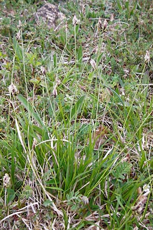 Carex montana \ Berg-Segge / Mountain Sedge, Soft-Leaved Sedge, D Langgöns 25.4.2015