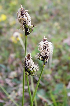 Carex montana \ Berg-Segge / Mountain Sedge, Soft-Leaved Sedge, D Langgöns 25.4.2015