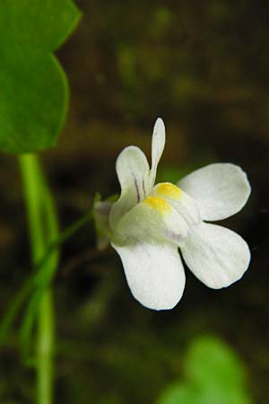 Cymbalaria muralis \ Gemeines Zimbelkraut, Mauer-Zimbelkraut / Ivy-Leaved Toadflax, Kenilworth Toadflax, D Zwingenberg am Neckar 31.5.2015