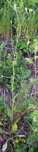 Crepis pulchra \ Glanz-Pippau / Small-Flowered Hawk's-Beard, D Wurmlingen 3.6.2015