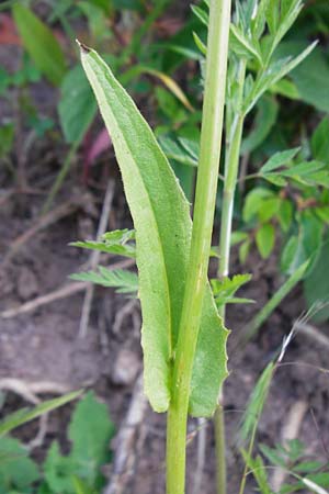 Crepis pulchra \ Glanz-Pippau / Small-Flowered Hawk's-Beard, D Wurmlingen 3.6.2015