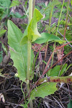 Crepis pulchra \ Glanz-Pippau, D Wurmlingen 3.6.2015