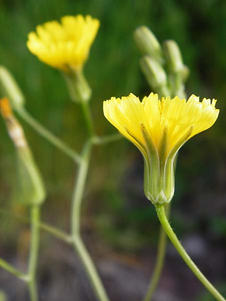 Crepis pulchra \ Glanz-Pippau / Small-Flowered Hawk's-Beard, D Wurmlingen 3.6.2015