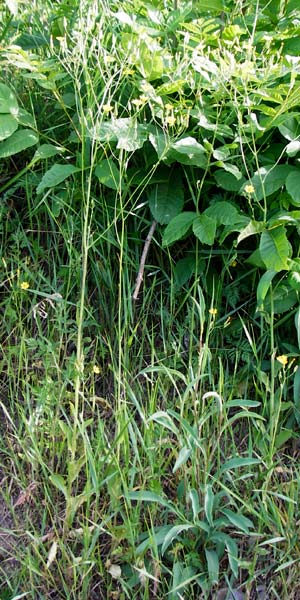 Crepis pulchra \ Glanz-Pippau / Small-Flowered Hawk's-Beard, D Wurmlingen 3.6.2015