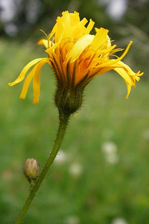 Crepis mollis \ Weicher Pippau / Northern Hawk's-Beard, D Hechingen 20.6.2015