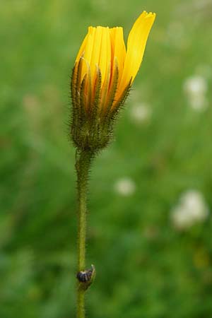 Crepis mollis \ Weicher Pippau / Northern Hawk's-Beard, D Hechingen 20.6.2015