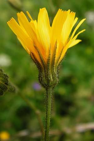 Crepis mollis \ Weicher Pippau / Northern Hawk's-Beard, D Hechingen 20.6.2015