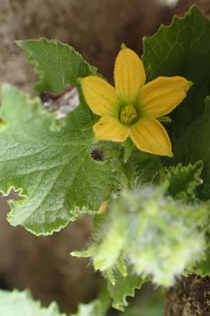 Cucumis melo \ Zucker-Melone, Honig-Melone / Musk Melon, D Mannheim 12.9.2015