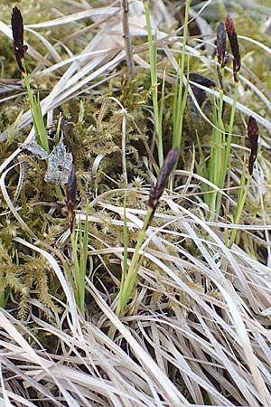 Carex montana \ Berg-Segge, D Östringen-Eichelberg 18.3.2016