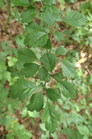 Crataegus x macrocarpa \ Grofrchtiger Weidorn, D Langenselbold 11.6.2016