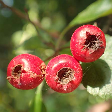 Crataegus x macrocarpa \ Grofrchtiger Weidorn, D Langenselbold 10.9.2016