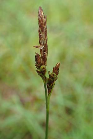 Carex montana \ Berg-Segge / Mountain Sedge, Soft-Leaved Sedge, D Erlenbach am Main 20.5.2017