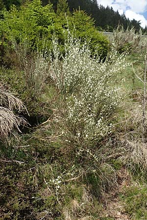 Cytisus multiflorus \ Weier Ginster, Vielbltiger Geiklee, D Schwarzwald, Menzenschwand 27.5.2017