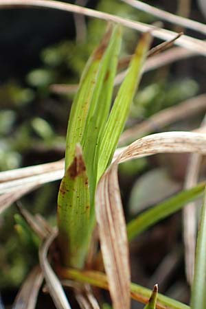 Carex michelii \ Micheli-Segge / Micheli Sedge, D Obernzell an der Donau 26.3.2018