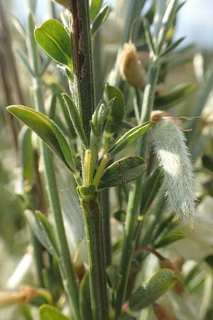 Cytisus multiflorus \ Weier Ginster, Vielbltiger Geiklee, D Frankfurt Airport 19.5.2019