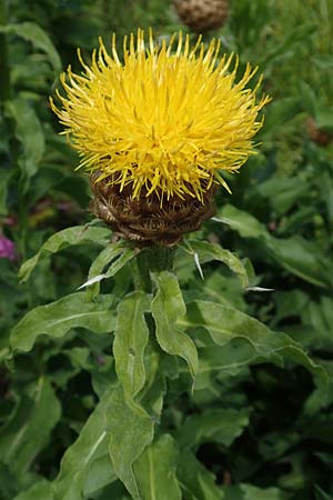 Centaurea macrocephala \ Gelbe Riesen-Flockenblume, Grokpfige Flockenblume, D Botan. Gar. Krefeld 13.6.2019