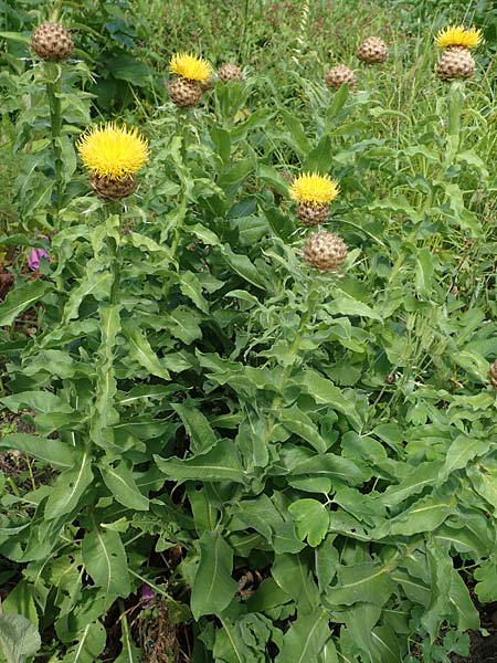 Centaurea macrocephala \ Gelbe Riesen-Flockenblume, Grokpfige Flockenblume, D Botan. Gar. Krefeld 13.6.2019