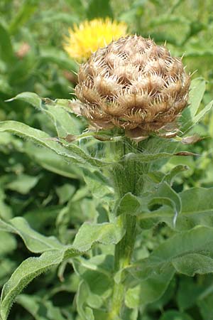 Centaurea macrocephala \ Gelbe Riesen-Flockenblume, Grokpfige Flockenblume, D Botan. Gar. Krefeld 13.6.2019