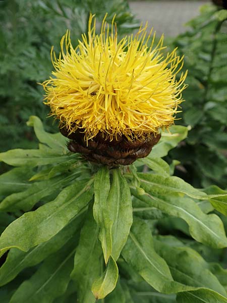 Centaurea macrocephala \ Gelbe Riesen-Flockenblume, Grokpfige Flockenblume, D Botan. Gar. Krefeld 13.6.2019