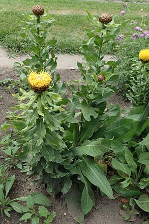 Centaurea macrocephala \ Gelbe Riesen-Flockenblume, Grokpfige Flockenblume, D Botan. Gar. Krefeld 13.6.2019