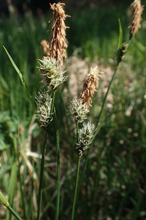 Carex montana \ Berg-Segge / Mountain Sedge, Soft-Leaved Sedge, D Neuleiningen 23.4.2020