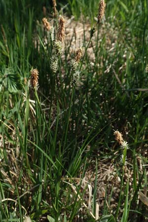 Carex montana \ Berg-Segge / Mountain Sedge, Soft-Leaved Sedge, D Neuleiningen 23.4.2020