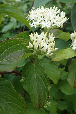 Cornus sanguinea \ Blutroter Hartriegel, Roter Hartriegel / Dogwood, D Ludwigshafen 27.5.2021