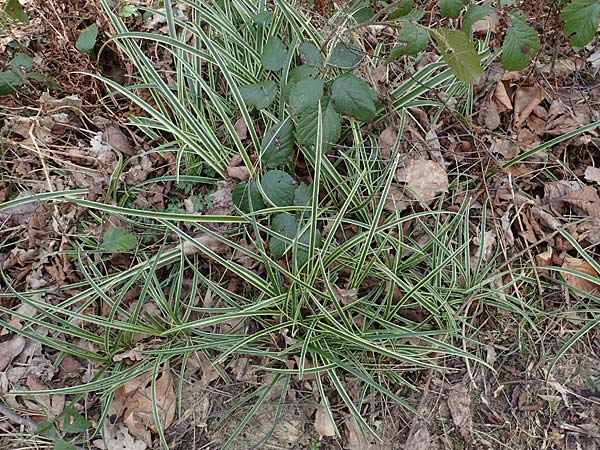 Carex morrowii \ Japan-Segge / Japanese Sedge, D Bochum 12.3.2022