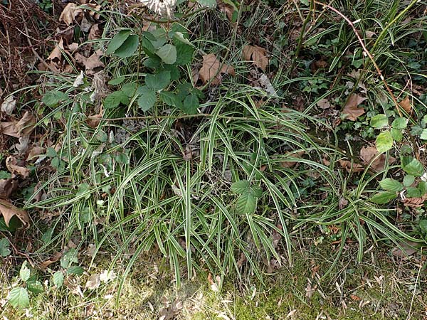Carex morrowii \ Japan-Segge / Japanese Sedge, D Bochum 12.3.2022