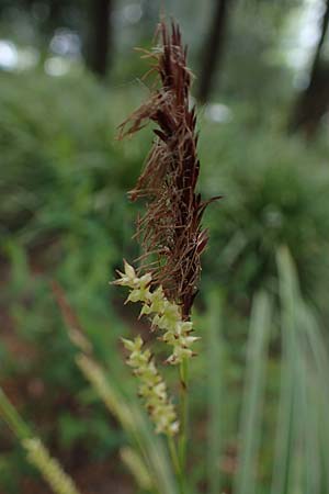 Carex morrowii \ Japan-Segge / Japanese Sedge, D Weinheim an der Bergstraße, Schlosspark 21.4.2022