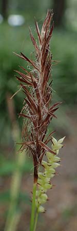 Carex morrowii \ Japan-Segge / Japanese Sedge, D Weinheim an der Bergstraße, Schlosspark 21.4.2022