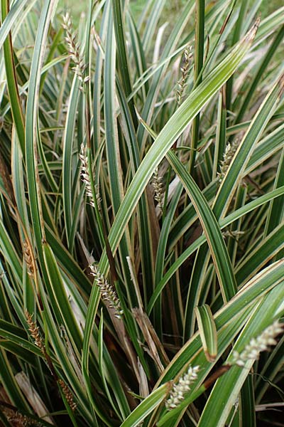 Carex morrowii \ Japan-Segge / Japanese Sedge, D Bochum 20.6.2022